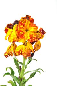 Close-up of orange flower against white background