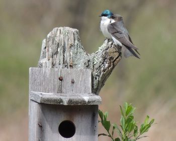 Close-up of bird perching on wooden post