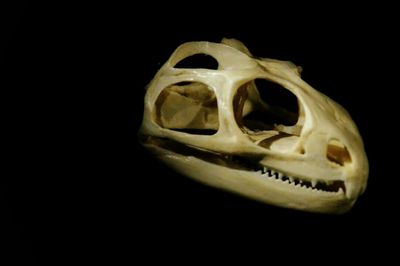 Close-up of over black background