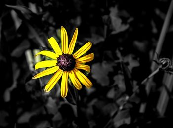 Close-up of yellow flower