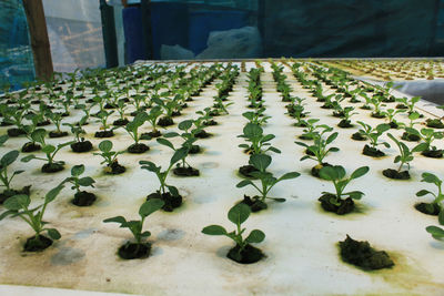 Close-up view of greenhouse