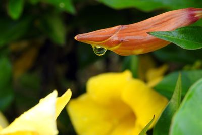 Close-up of insect on yellow flower