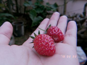 Close-up of hand holding strawberries