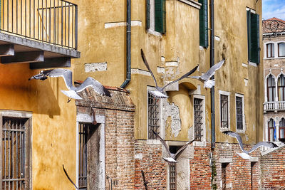 Seagulls flying against building in city