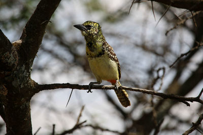 Low angle view of bird perching on tree