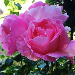 Close-up of pink rose