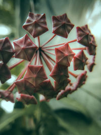 Close-up of christmas decoration on paper