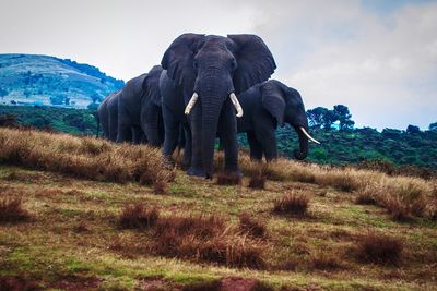 View of elephant on field against sky