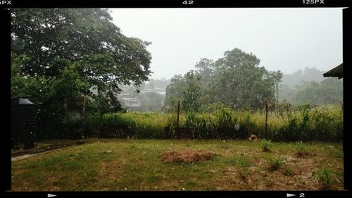 Trees on grassy field