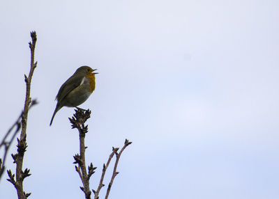 Bird perching on branch against clear sky