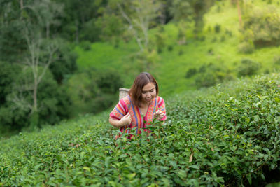 Asian woman picking tea in the tea field