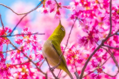 Okamezakura and japanese white-eye