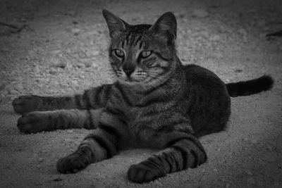 Close-up portrait of a cat