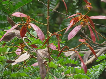 Close-up of red flowering plant