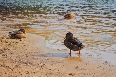 Duck on shore