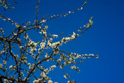 Low angle view of flower tree against clear blue sky