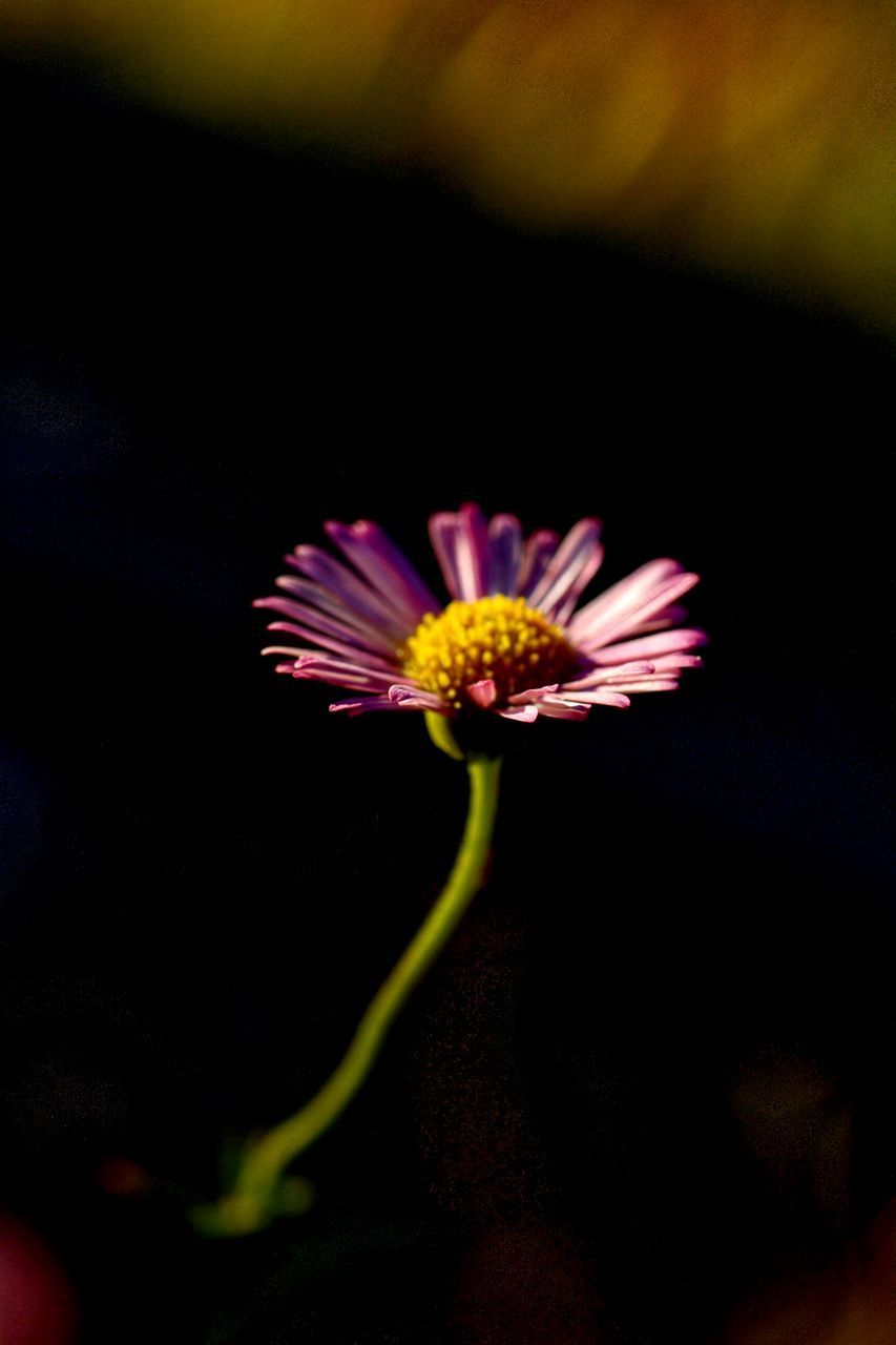 CLOSE-UP OF PINK DAISY ON BLACK BACKGROUND