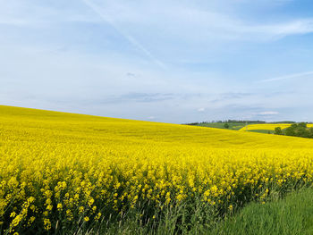 Scenic view of oilseed rape field against sky