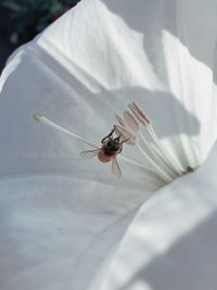 High angle view of bee on white flower