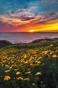 Scenic view of sea against sky during sunset