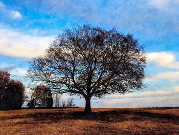 Tree against sky