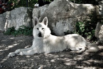 View of a dog lying on rock