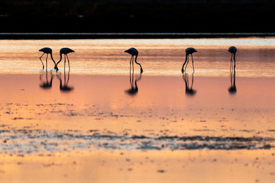 View of birds on beach during sunset