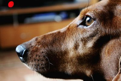 Close-up of dog