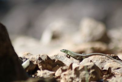 Close-up of lizard on rock