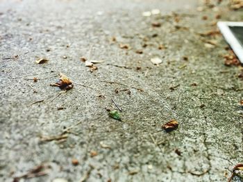 Close-up of insect on leaf