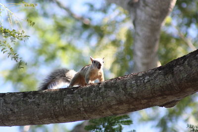 Low angle view of a squirrel on tree