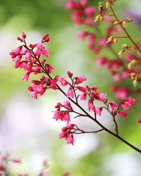 Close-up of pink flowers on tree