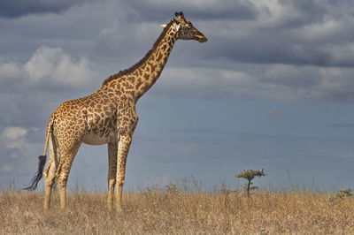 Low angle view of giraffe standing on field against cloudy sky during sunny day