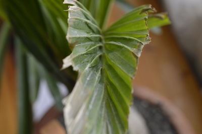Close-up of plant