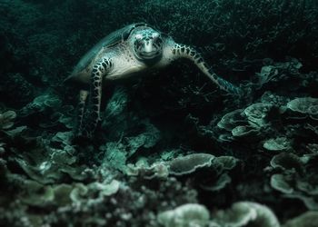 View of turtle swimming in sea