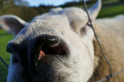 Close-up of animal nose