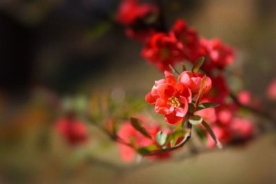 Close-up of red flowering plant