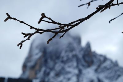 Low angle view of bare branches against sky