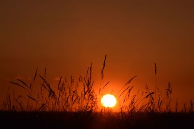 Close-up of silhouette plants on field against orange sky