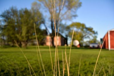 Close-up of tree on grassy field