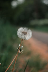 Close-up of dandelion flower