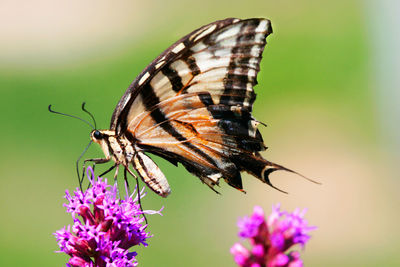 Close-up of butterfly on pink flower