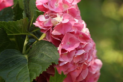 Close-up of pink flowers blooming outdoors