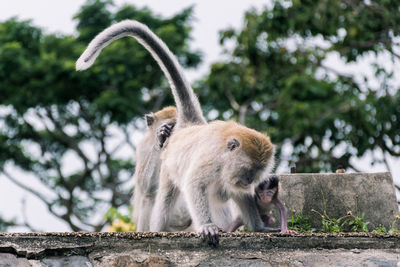 Low angle view of monkeys on field