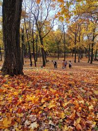 Trees in park during autumn