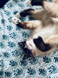 High angle view of cat sleeping on bed