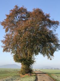 Tree on field against sky