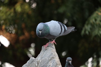 Rock dove, or common pigeon, is a member of the bird columbidae. male pigeon courting female pigeon.