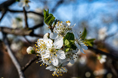 Close-up of cherry blossoms in spring