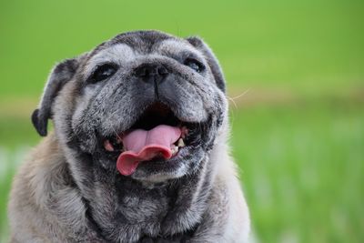 Close-up portrait of a dog